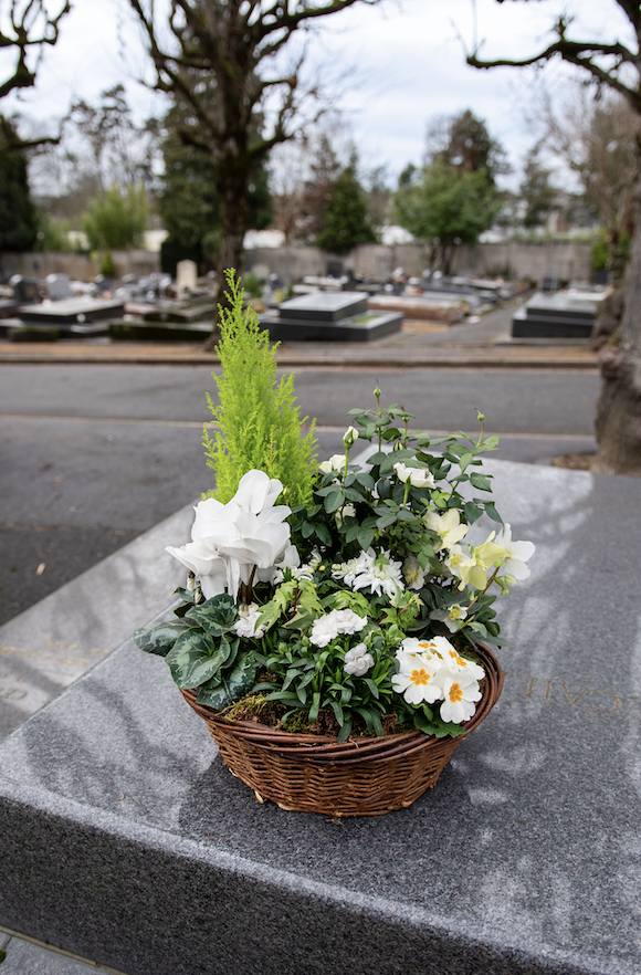 Coupes de Plantes à Paris 5e Arrondissement par Fleurs d’Auteuil